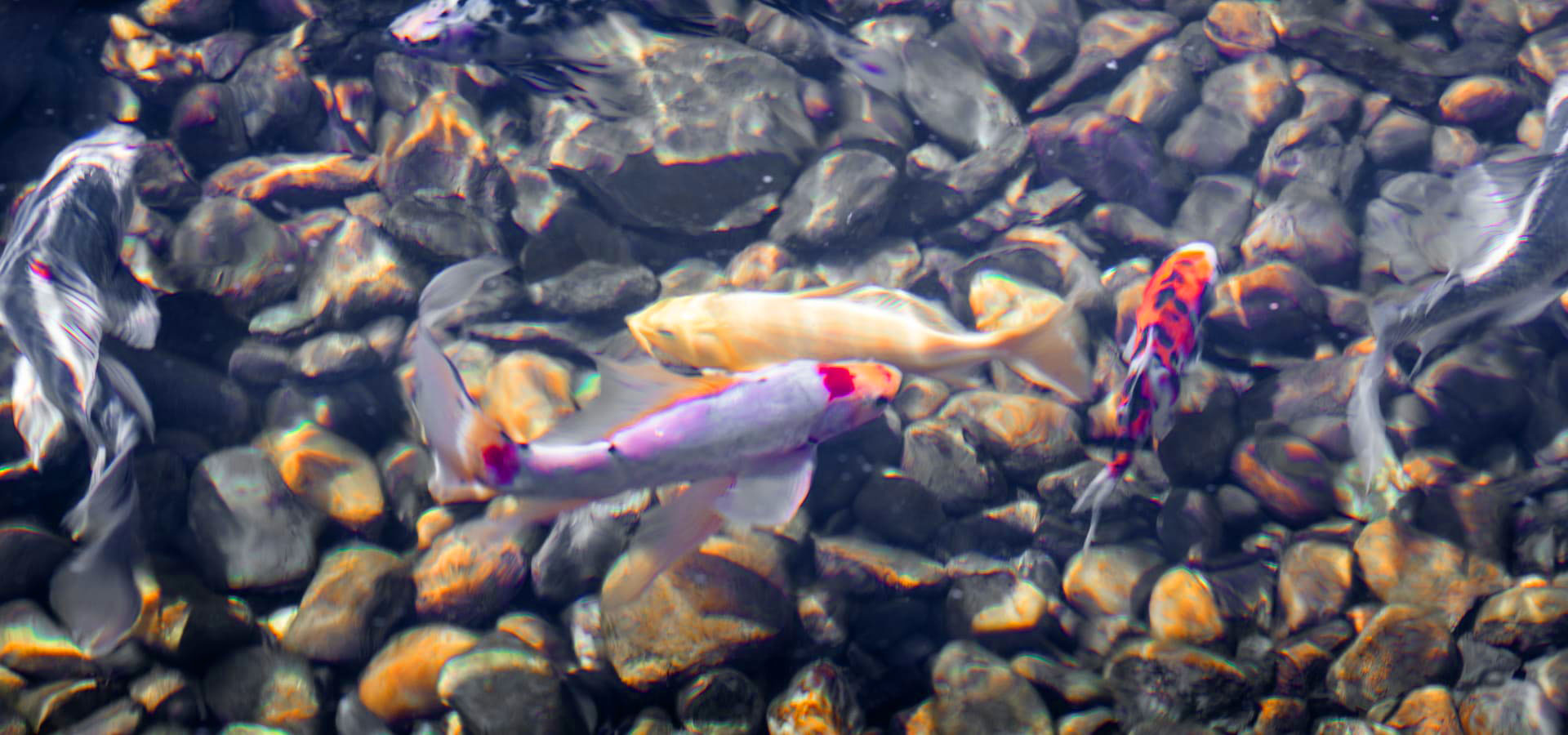 Koi swimming in crystal clear water