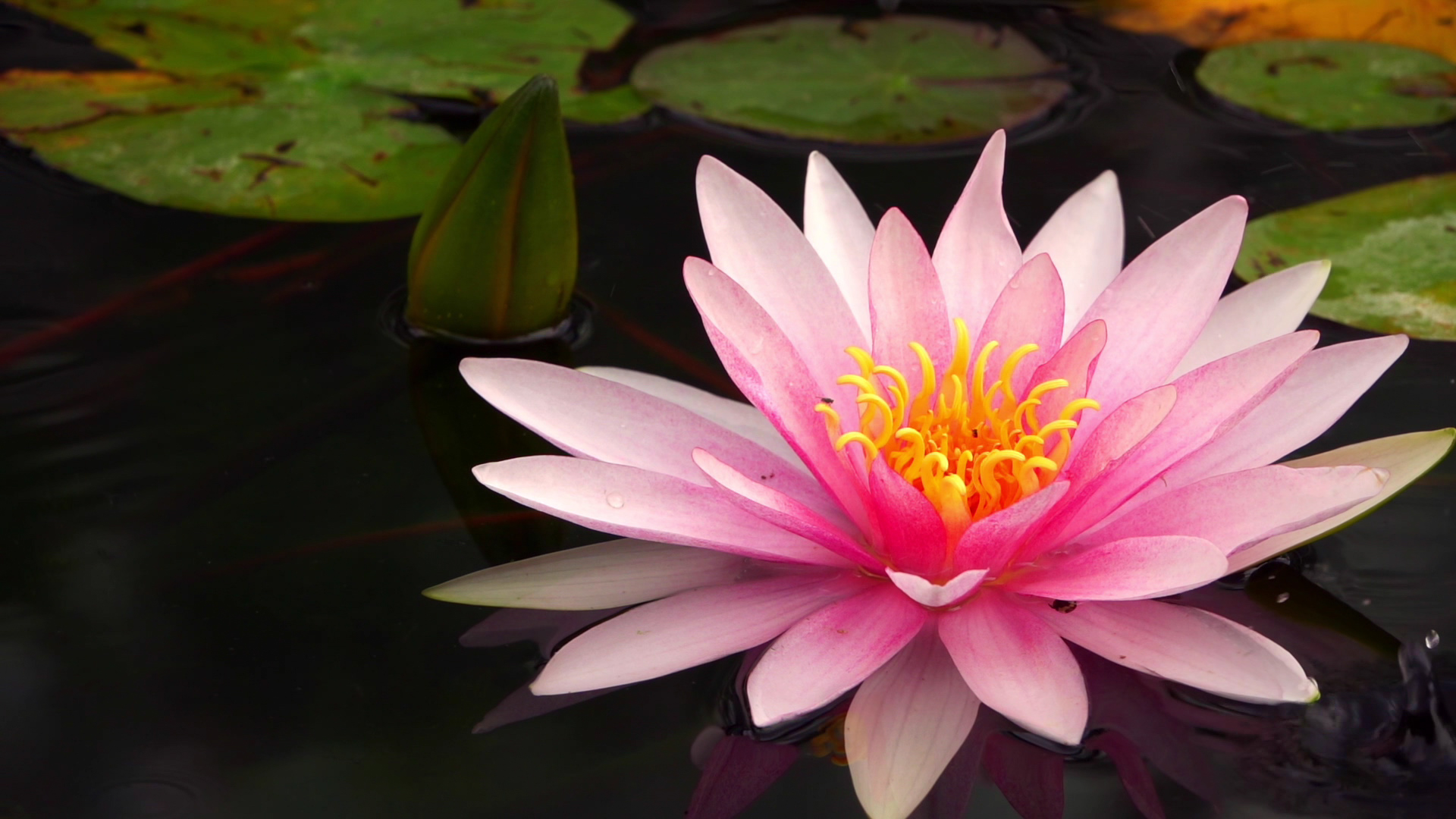 Koi pond with pink lily pads