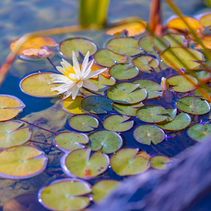 Koi pond with lily pads