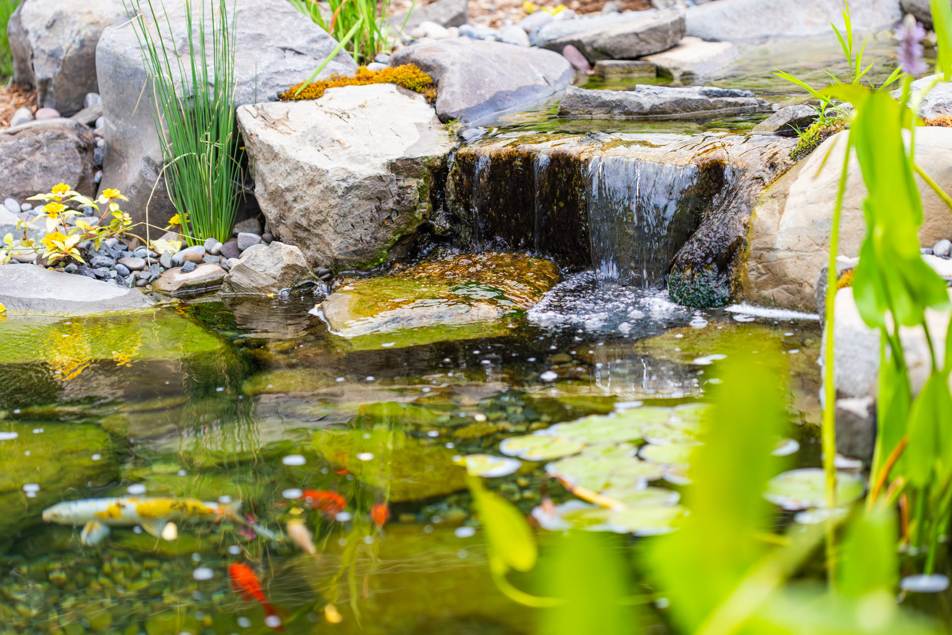 Waterfall spilling into the koi pond among water lilies