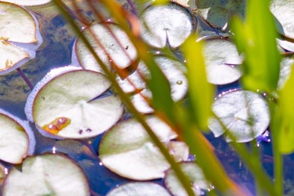 Koi pond