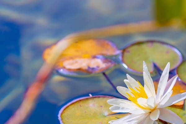Koi pond