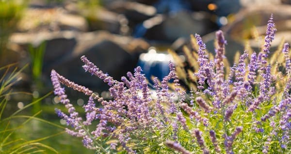 Lavender